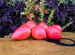 japanese onion